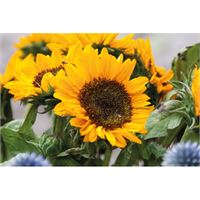 SEMI DI GIRASOLE
